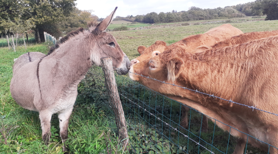 Caline communique entretrien le terrain autour de ma maison et communique avec ses voisines ! -  Chez Véronique Bugel (Pays de la Loire, Loire-Atlantique)