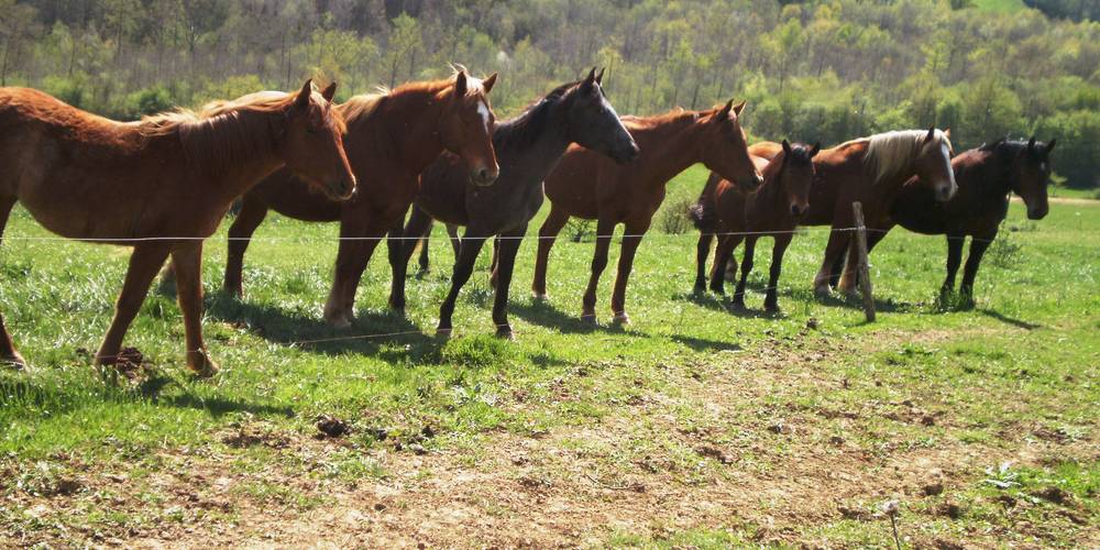 nos chevaux vous attendent -  Equiloisirs Farm (Occitanie, Ariège)