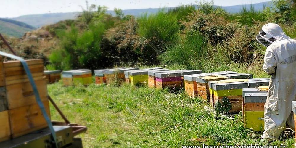 Apiculture acitivité de la ferme -  GITE de LIOU (Occitanie, Lozère)