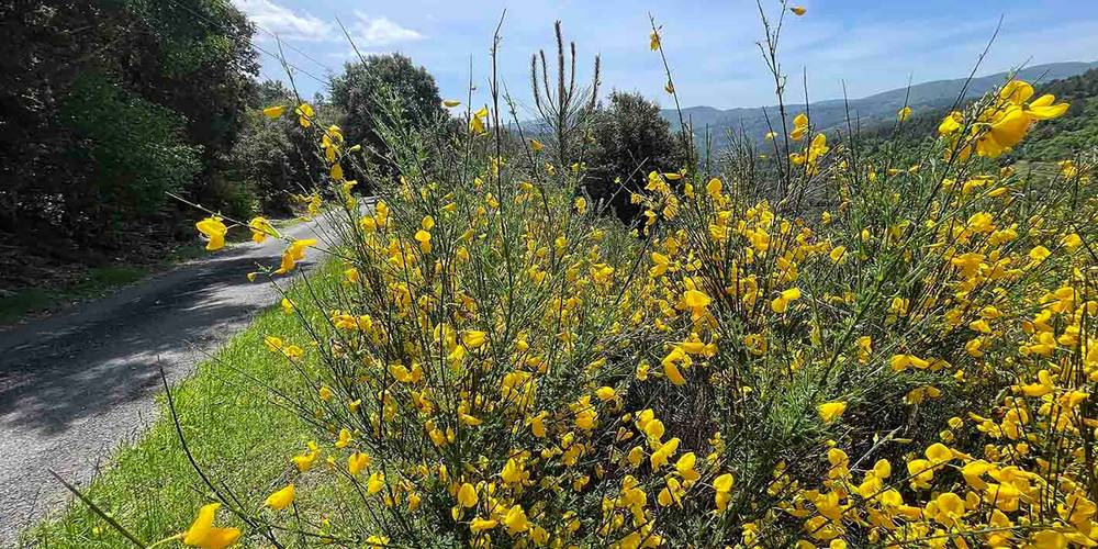 La petite route d'accès -  GITE de LIOU (Occitanie, Lozère)