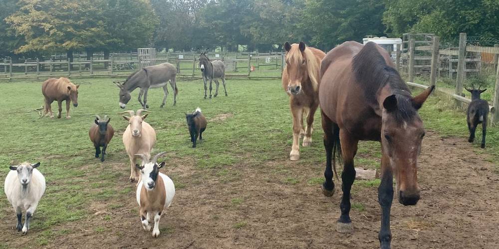 Nos sympathiques animaux -  La petite Bray'tagne educational farm (Hauts-de-France, Oise)