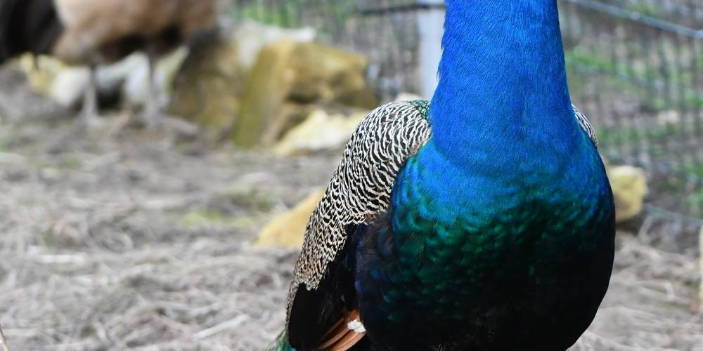 Si vous aimez les jolies couleurs, alors vous pourrez aller à la chasse aux plumes de paon ou de faisans dorés -  LAMA RANATHA (Grand Est, Meuse)