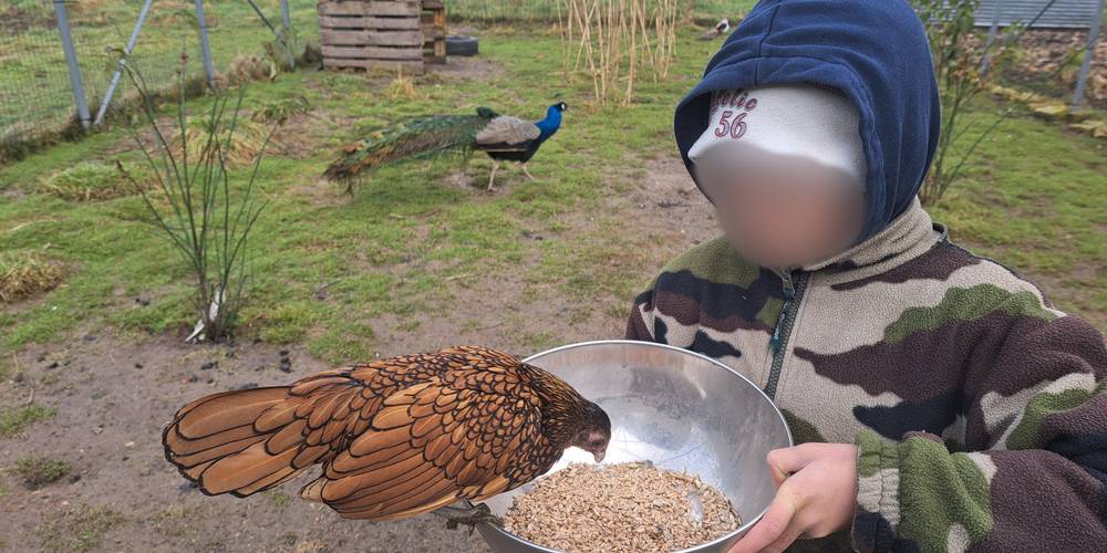 On pique dans le plat, c'est meilleur ! -  LAMA RANATHA (Grand Est, Meuse)