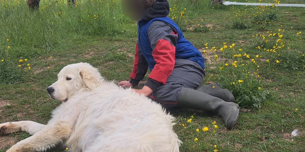 Petite pause en plein champ -  LAMA RANATHA (Grand Est, Meuse)