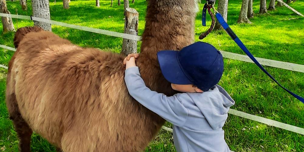 S'enfouir dans la laine, raconter ses misères, faire un gros câlin... Les lamas médiateurs sont là pour vous -  LAMA RANATHA (Grand Est, Meuse)