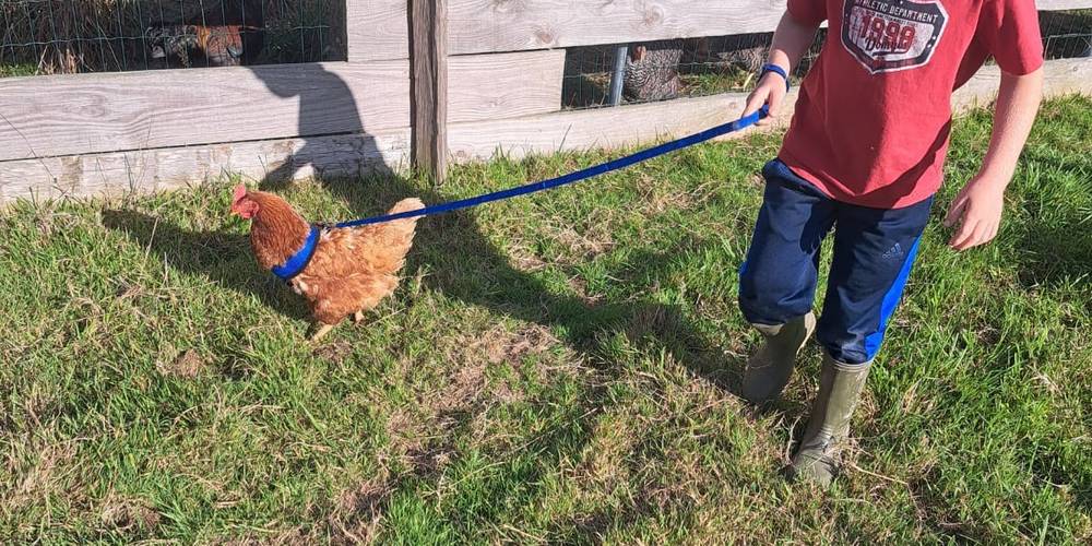 Il n'y a pas que les lamas ou le chien qui ont le droit de se promener -  LAMA RANATHA (Grand Est, Meuse)