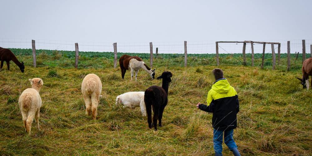 1, 2, 3, 4 ... Bougez pas je vous compte ! -  LAMA RANATHA (Grand Est, Meuse)