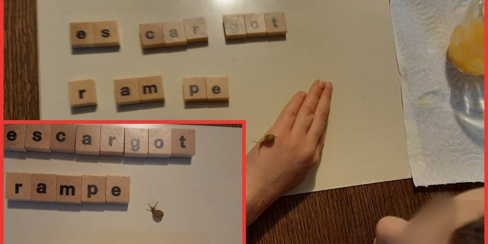 Un escargot sortant d'une salade, et hop on construit de nouveaux mots ! -  LAMA RANATHA (Grand Est, Meuse)