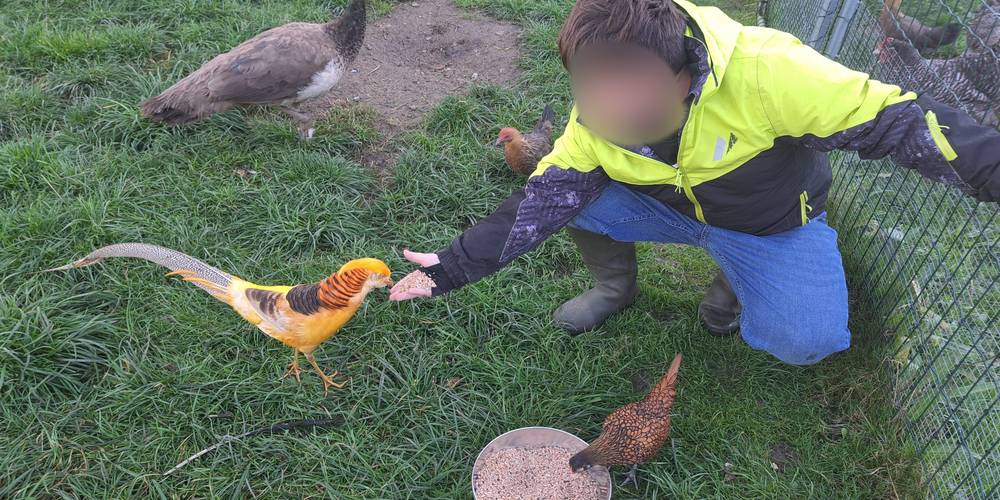 De la patience... -  LAMA RANATHA (Grand Est, Meuse)