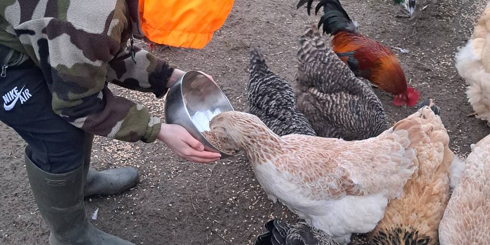 Même pas farouche... Et pressée avec ça ! -  LAMA RANATHA (Grand Est, Meuse)