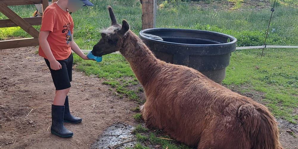 Même pas besoin de venir à table, c'est cool -  LAMA RANATHA (Grand Est, Meuse)