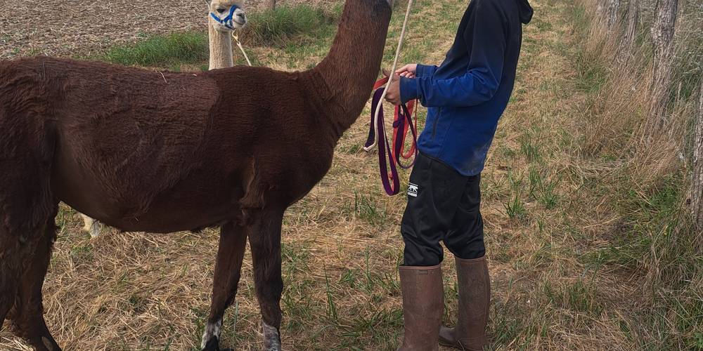Une promenade avec qui ? Je sais pas... Allez, je prends les deux ! Pas facile.... -  LAMA RANATHA (Grand Est, Meuse)