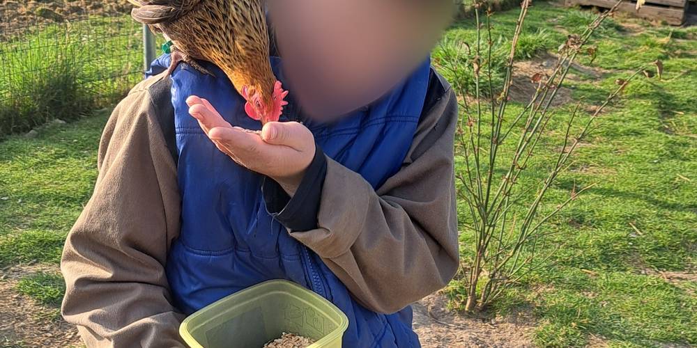 Câlin -  LAMA RANATHA (Grand Est, Meuse)