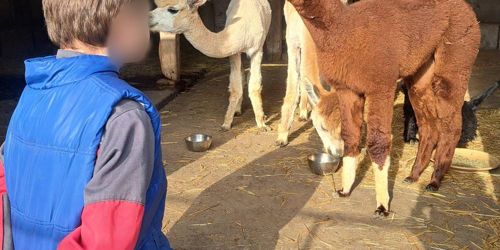 Bisous ou pas bisous.... on s'observe -  LAMA RANATHA (Grand Est, Meuse)