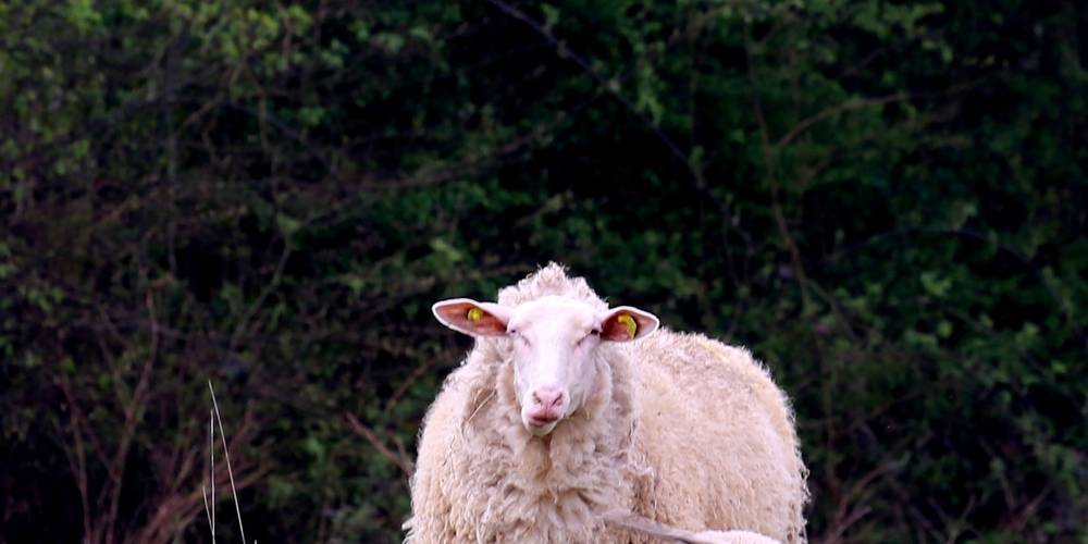 Agneaux et brebis dans les prairies – élevage ovin bio et respect de la nature. -  La petite ferme de Sophie et Denis (Hauts-de-France, Nord)