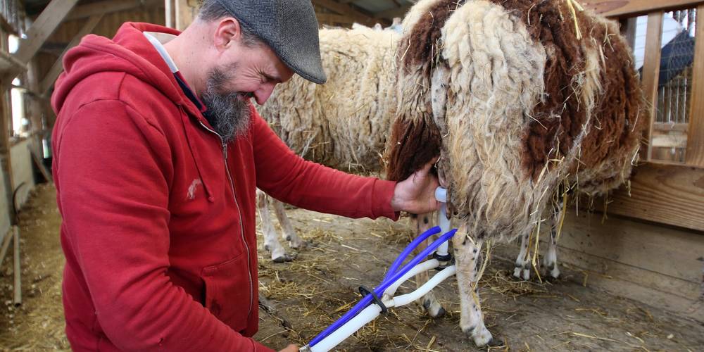 Monotraite de mars à octobre – élevage ovin bio et respect du rythme des brebis. -  La petite ferme de Sophie et Denis (Hauts-de-France, Nord)