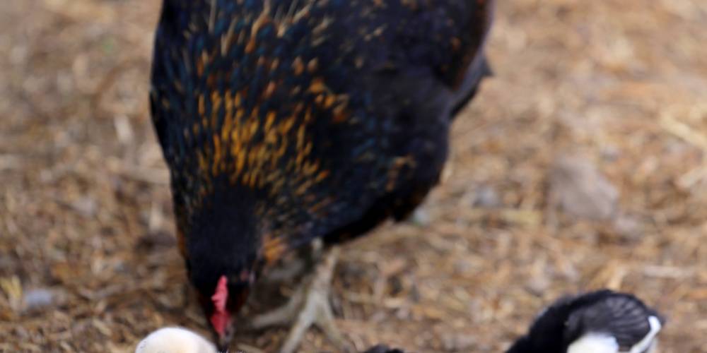 Poules et poussins en plein air – élevage fermier bio et respectueux de la nature.Poules et poussins en plein air – élevage fermier bio et respectueux de la nature. -  La petite ferme de Sophie et Denis (Hauts-de-France, Nord)
