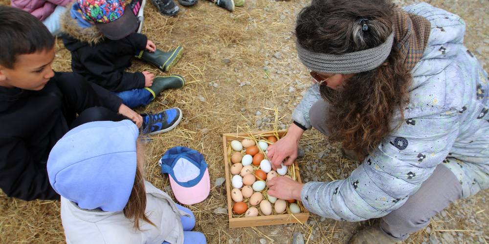 Œufs colorés de la ferme – poules élevées en plein air et alimentation naturelle. -  La petite ferme de Sophie et Denis (Hauts-de-France, Nord)