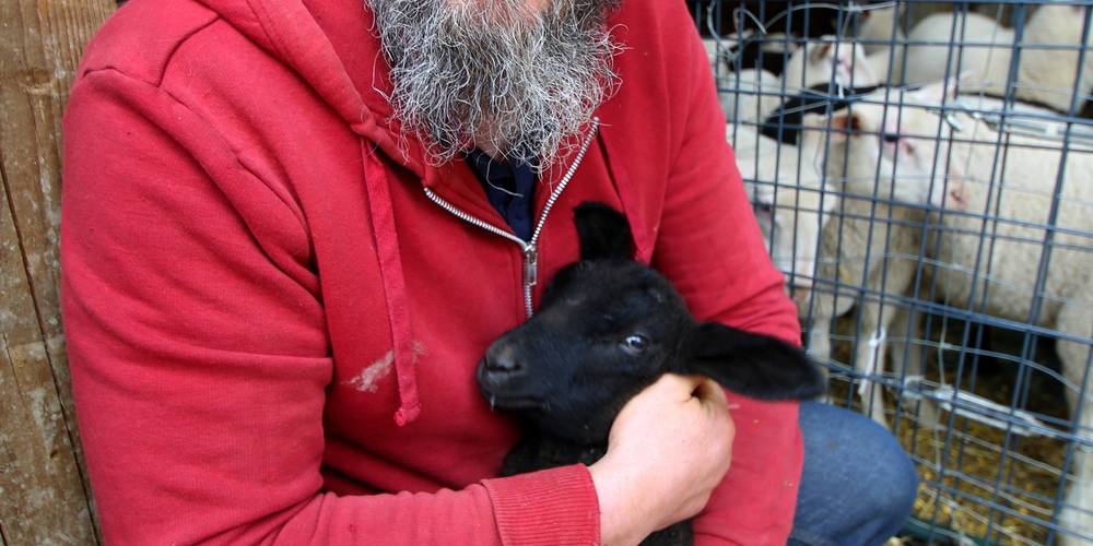 Agnelles et agneaux avec le berger – élevage ovin bio dans le respect de la nature. -  La petite ferme de Sophie et Denis (Hauts-de-France, Nord)