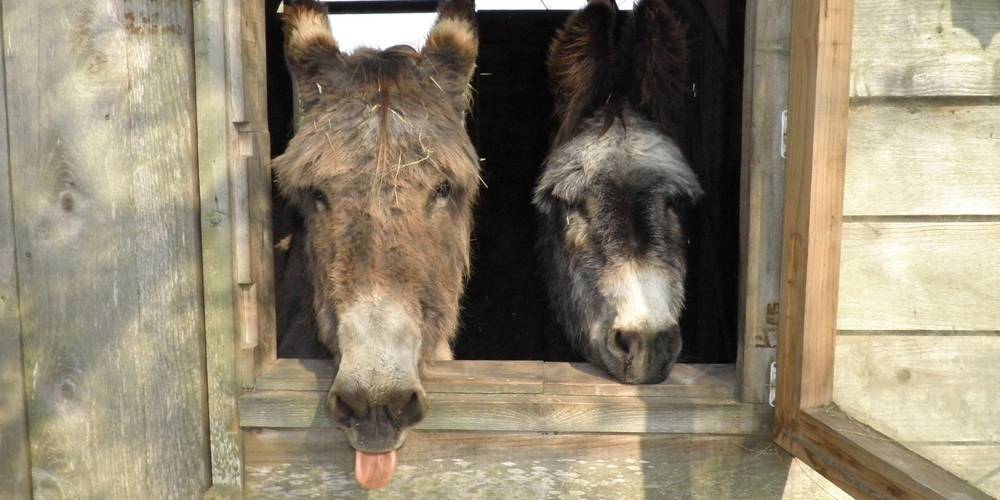 Nos amis ... -  La Grande Maison (Normandie, Orne)