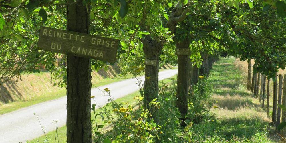 Allée des pommiers -  La Grande Maison (Normandie, Orne)