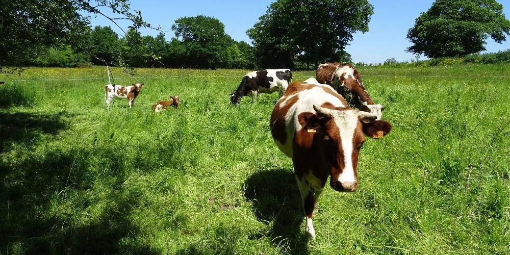 Les genissons dans l'courtil! (Bretagne, Ille-et-Vilaine)