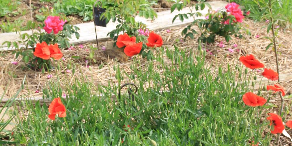  Une sorcière sur le toit** (Occitanie, Aveyron)