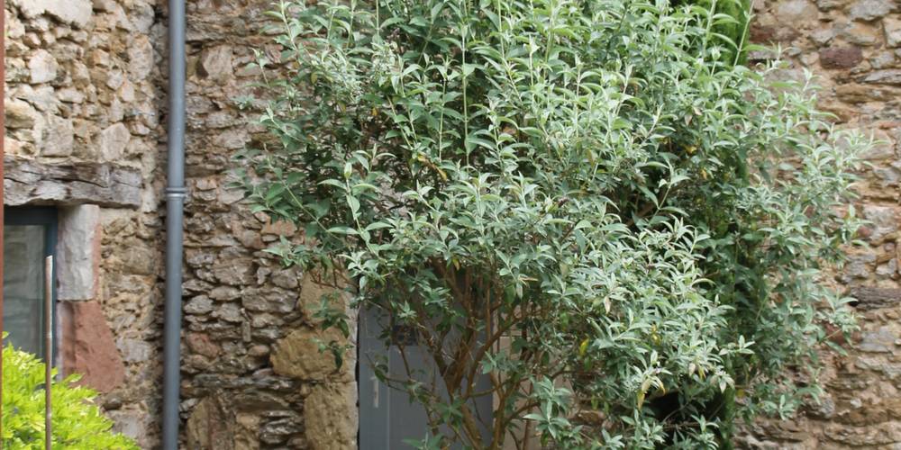  Une sorcière sur le toit** (Occitanie, Aveyron)