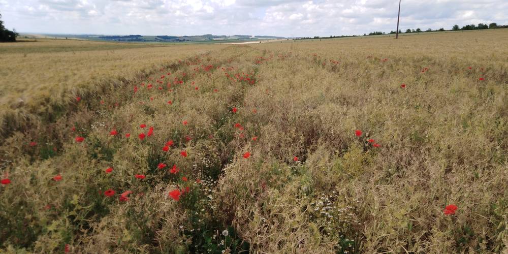  La Folia - Ferme de Lucquy (Grand Est, Ardennes)