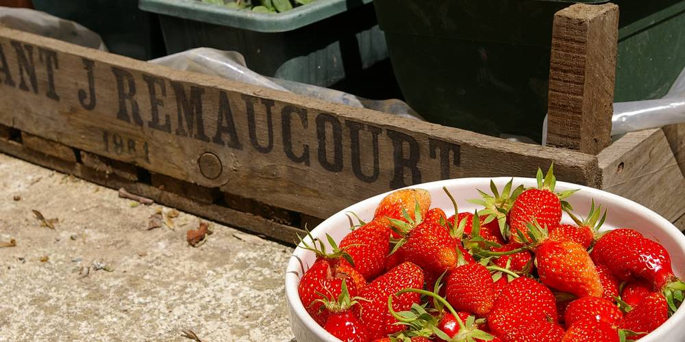 produits du jardin -  La Folia - Ferme de Lucquy (Grand Est, Ardennes)