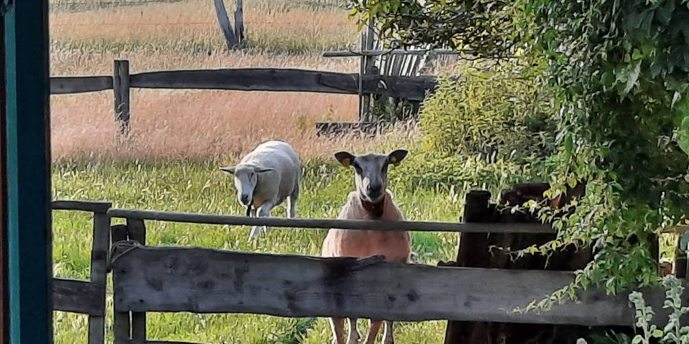 LES COPINES DU JARDIN -  Gites de la mer (Hauts-de-France, Pas-de-Calais)