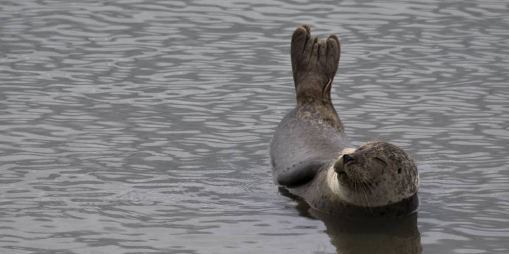 LES COPAINS A LA PLAGE ( RADE DE BOULOGNE) -  Gites de la mer (Hauts-de-France, Pas-de-Calais)