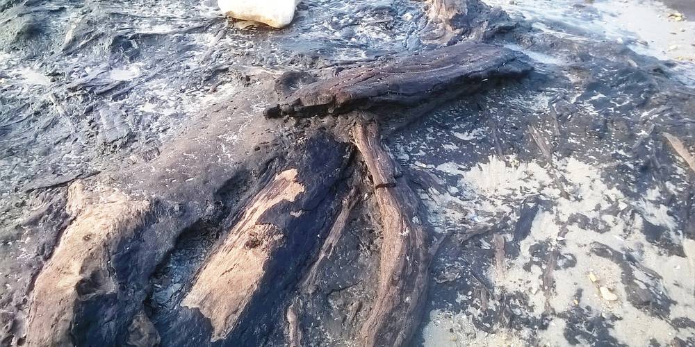 LA FORET FOSSILE A 15MN  A LA POINTE AUX OIES -  Gites de la mer (Hauts-de-France, Pas-de-Calais)