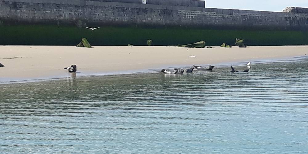 LES PHOQUES DE LA RADE BOULOGNE A 15MN  EN VOITURE -  Gites de la mer (Hauts-de-France, Pas-de-Calais)