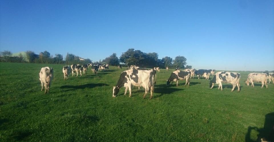Pâturage des vaches laitières -  Le trait d'union (Pays de la Loire, Maine-et-Loire)