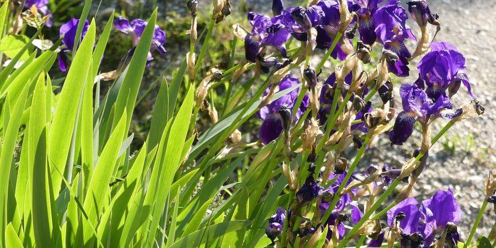 Jardin. -  Gîte La Piarra (Auvergne-Rhône-Alpes, Drôme)