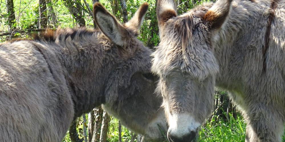 Nos ânes : Cosaque , Otavallo et Justine (pas sur la photo, elle est timide...) -  Gîte La Piarra (Auvergne-Rhône-Alpes, Drôme)