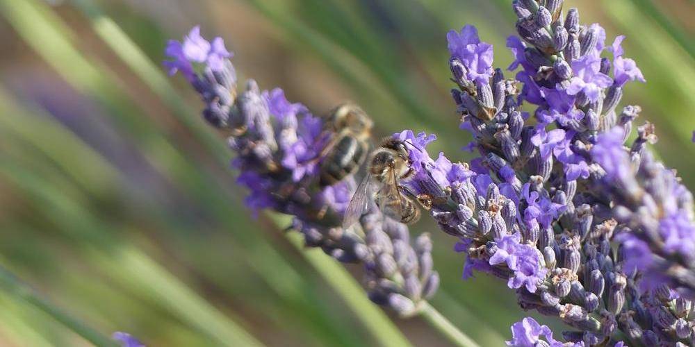 Venez respirer la lavande.... -  Gîte La Piarra (Auvergne-Rhône-Alpes, Drôme)