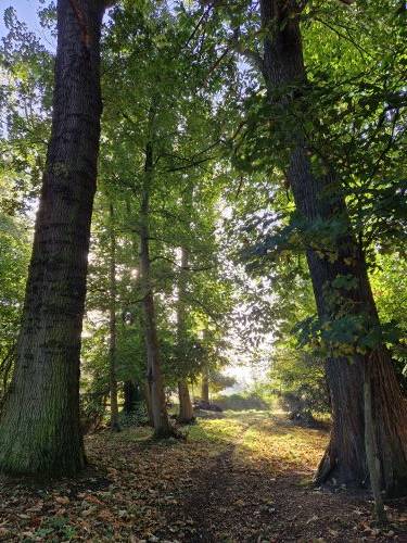  L'Etang Présent (Hauts-de-France, Nord)