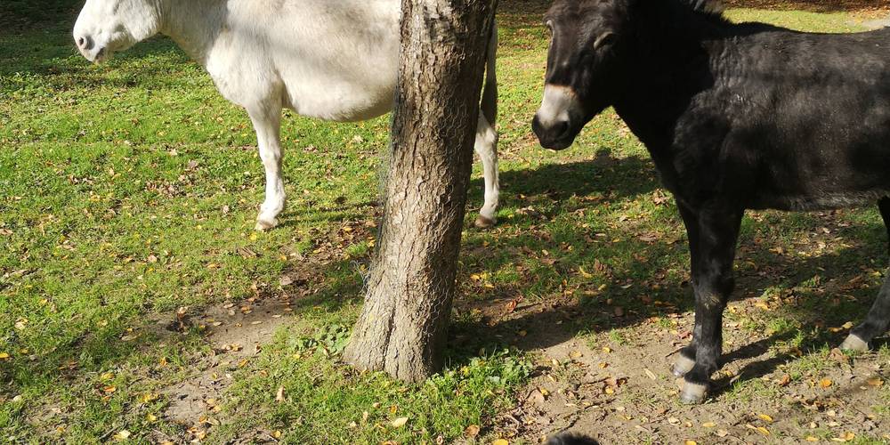  L'Etang Présent (Hauts-de-France, Nord)