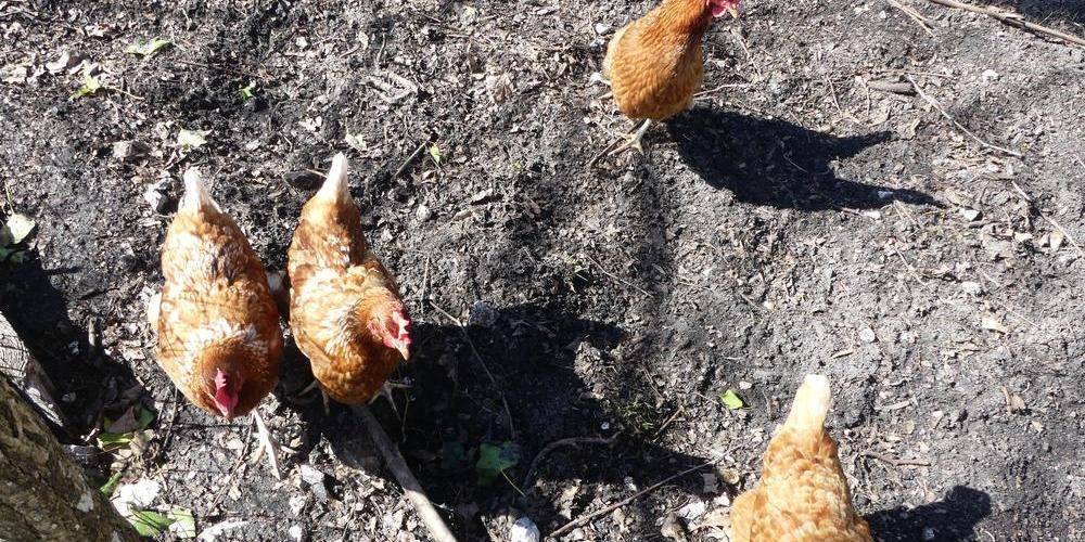 Les poules -  GARE DE TOURNEUVE (Nouvelle-Aquitaine, Lot-et-Garonne)