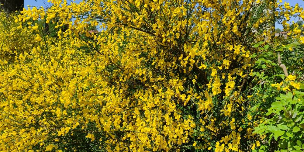  Gîte de la Lune (Auvergne-Rhône-Alpes, Loire)