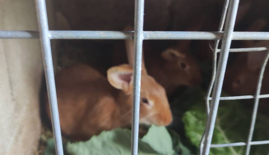  Gîte de la Lune (Auvergne-Rhône-Alpes, Loire)