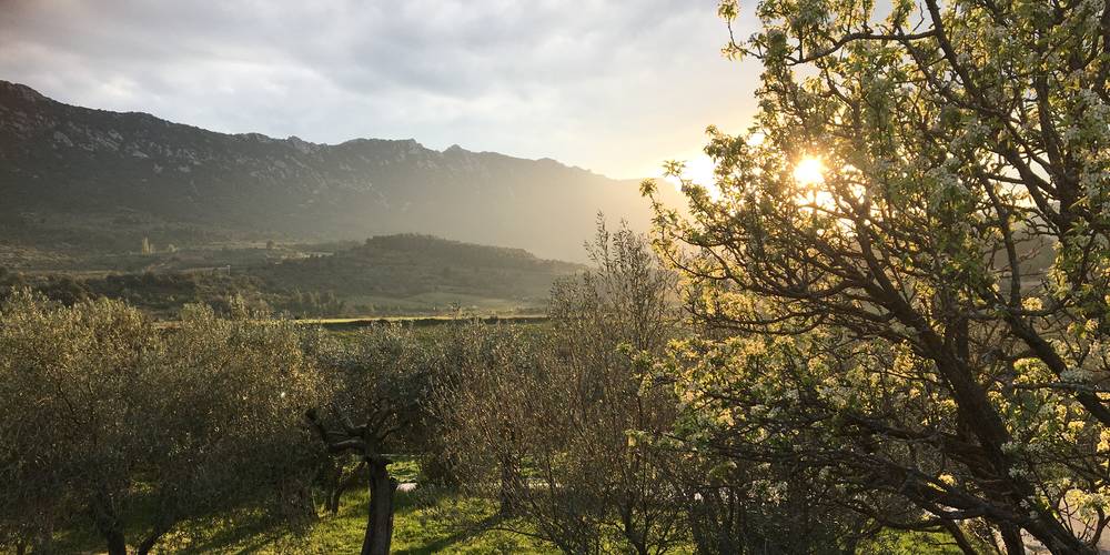 Emplacements de tente sous les oliviers -  Camping de Cucugnan (Occitanie, Aude)