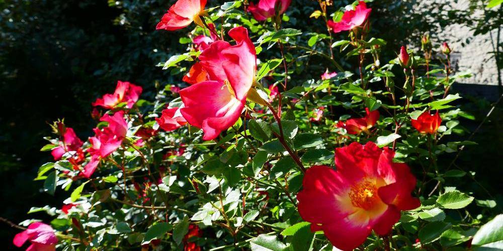 roses du jardin -  Binette et Pinceaux (Occitanie, Ariège)