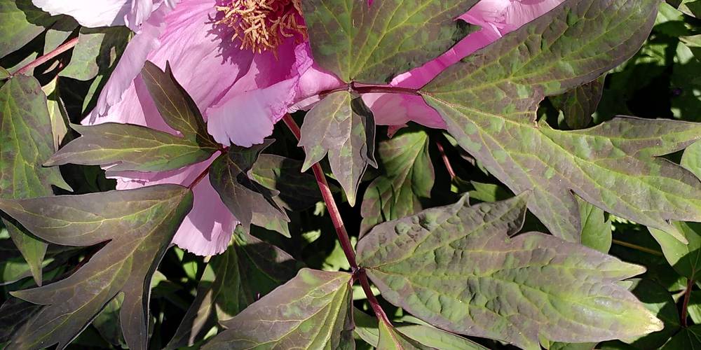 pivoine du jardin -  Binette et Pinceaux (Occitanie, Ariège)