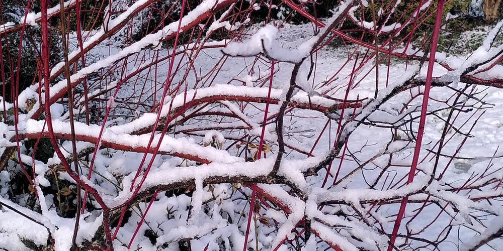  Binette et Pinceaux (Occitanie, Ariège)