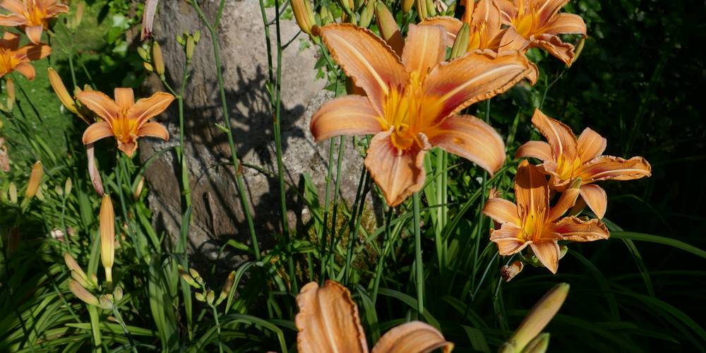 hémérocalles en parterre -  Binette et Pinceaux (Occitanie, Ariège)