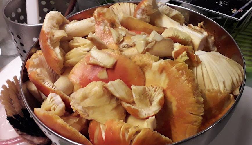  Binette et Pinceaux (Occitanie, Ariège)