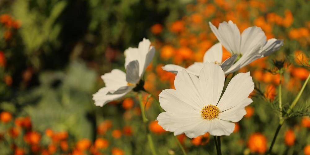  Les Jardins d'Olus (Hauts-de-France, Nord)